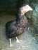 Pure aseel black hen  - Rawalpindi Birds