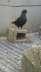 Black king chks pair  - Rawalpindi Birds