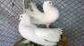 Fancy pet pigeons  - Lahore Birds