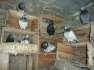 High flyer pigeons  - Lahore Birds