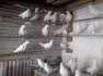 Sell white peigon  - Lahore Birds