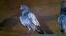 Flyer Pigeon Chicks are available - Lahore Birds