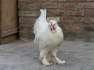 Sultan Fancy Hen  - Lahore Birds