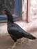 Pure aseel beautiful hen  - Lahore Birds