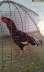 Aseel rooster available  - Lahore Birds