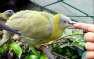 Yellow Footed Green pigeons  - Lahore Birds