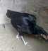 Pure black aseel hen  - Lahore Birds
