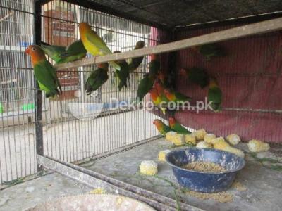 Fisher Pathy - Karachi Birds