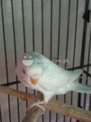 Fellow Female Pathey - Karachi Birds