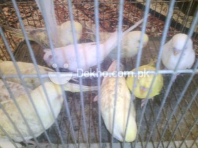 crsted fellow - Karachi Birds