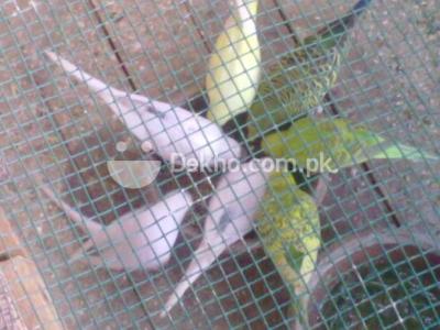 australian pathe For sale - Karachi Birds