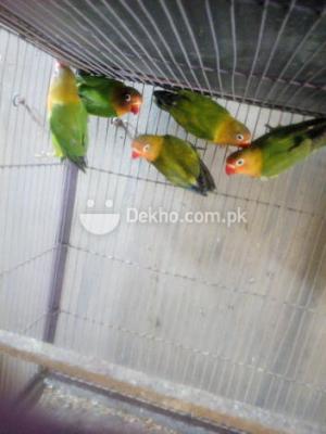 Fisher Pathy - Karachi Birds