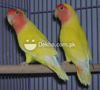 Lotino For sale - Karachi Birds