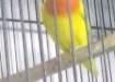 lotino personata For sale - Karachi Birds