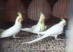 SAKRAN BIRDS FARM  - Karachi Birds