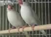 white java breeding pair  - Karachi Birds