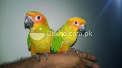 HANDTAMED SUNCONURE For sale - Karachi Birds
