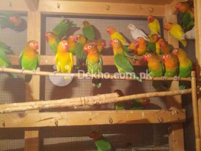 fischer adult For sale - Karachi Birds