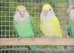 Colour lovebird pathe availble fo  - Karachi Birds
