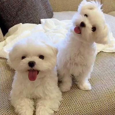 Lovely male and female Maltese puppies available - Kuwait Region Dogs, Puppies