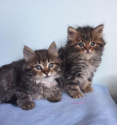 Siberian Kittens for sale contact us +33745567830 - Zurich Cats, Kittens