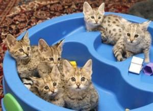 savannah kittens for re-homing contact us +33745567830 - Kuwait Region Cats, Kittens