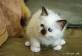 Birman male and female Kittens For Sale contact us +33745567830 - Berlin Cats, Kittens