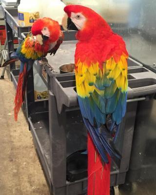 cute trained Scarlet Macaw parrots for sale contact us +33745567830 - Madrid Birds