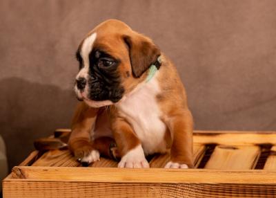 Awesome Boxer Puppies For Sale. - Kuwait Region Dogs, Puppies