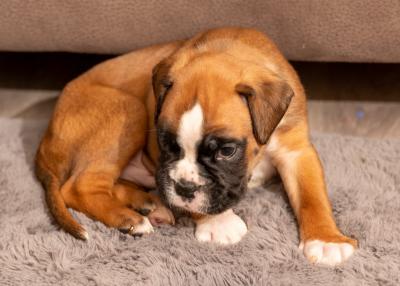 Awesome Boxer Puppies For Sale. - Kuwait Region Dogs, Puppies