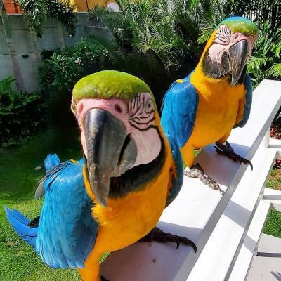 Pair of Blue and Gold Macaw Parrots For Sale contact us +33745567830 - Brussels Birds