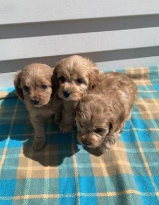 Super adorable Cavoodle puppies  - Halifax Dogs, Puppies