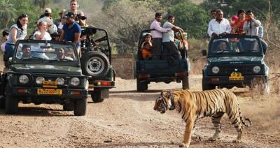 Rajasthan Wildlife Tour Packages - Jaipur Other