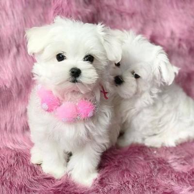 Beautiful Maltese puppies ready Whatsapp me at  +447944279298