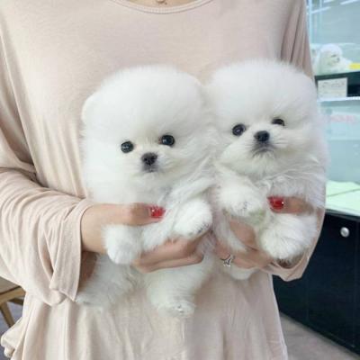 Beautiful pomarenian puppies for sale Whatsapp me at   +447944279298