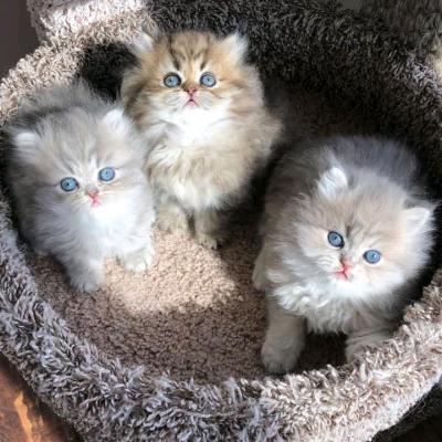 Gorgeous full  persian kittens Whatsapp me at  +447944279298