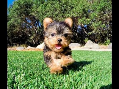 Extremely Cute Yorkshire Terrier Puppies Available - Kuwait Region Dogs, Puppies