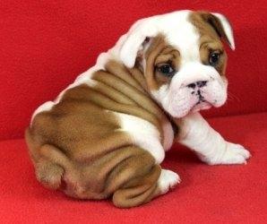 male & female Beautiful English Bulldog puppies For Sale.esa. - Mississauga Dogs, Puppies