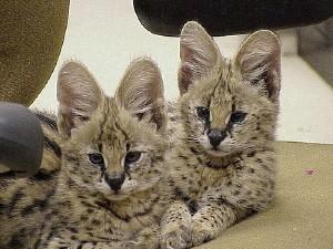 Male and Female Serval Kittens for sale whatsapp by text or call +33745567830 - Kuwait Region Cats, Kittens
