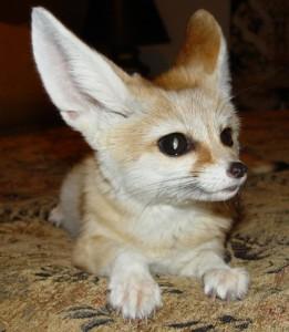 Healthy male and female fennec foxes for sale whatsapp by text or call +33745567830 - Vienna Cats, Kittens
