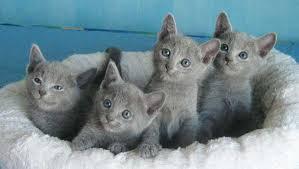 Pedigree Russian Blue Kittens for sale whatsapp by text or call +33745567830 - Vienna Cats, Kittens