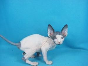 Sphynx male and female Kittens for New Homes for sale - Kuwait Region Cats, Kittens