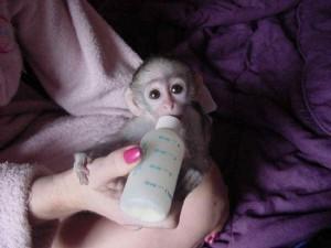 Amazing Male and Female Capuchin Monkeys for Sale whatsapp by text or call +33745567830 - Paris Livestock