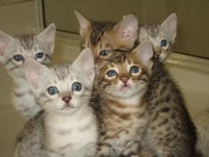 Extremely Beautiful male and female TICA Bengal Kittens for sale contact us +33745567830 - Rome Cats, Kittens
