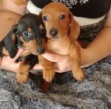 Dachshund puppies - Milan Dogs, Puppies