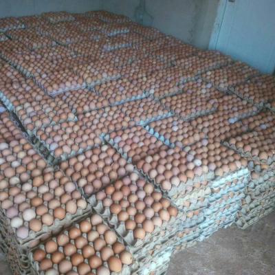 Fertile Hatching Eggs for Cobb 500 and Ross 308 Chicken - Philippines - Quezon City Other