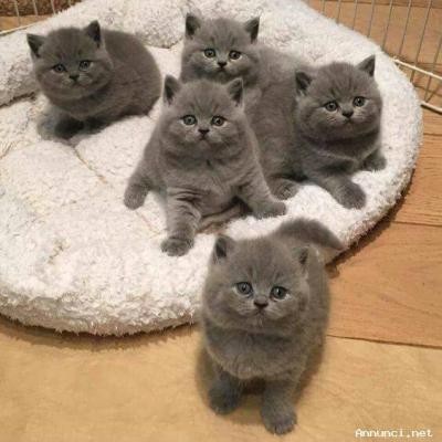British shorthair kittens available  - Milan Cats, Kittens