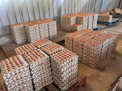 Looking for Broiler Hatching Eggs Cobb 500 and Ross 308 - UAE - Abu Dhabi Other