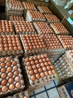 Looking for Broiler Hatching Eggs Cobb 500 and Ross 308 - UAE - Abu Dhabi Other