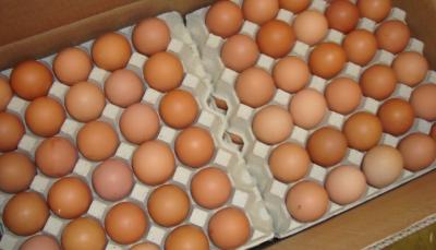 Bulk Fresh Table Chicken Eggs For Sale | Hong Kong - Central and Western Other